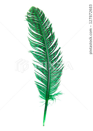 goose feather on a white isolated background 127872683