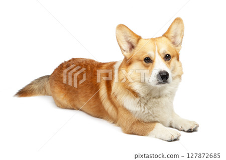corgi isolated on white background. Cute red dog 127872685