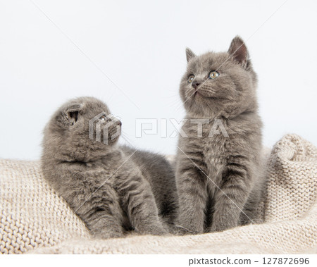 Cute grey British Shorthair cat kitten on a white background. Cute grey British Shorthair cat kitten on a white background. 127872696