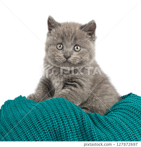 Cute grey British Shorthair cat kitten on a white background. Cute grey British Shorthair cat kitten on a white background. 127872697