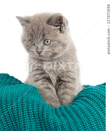 Cute grey British Shorthair cat kitten on a white background. 127872698