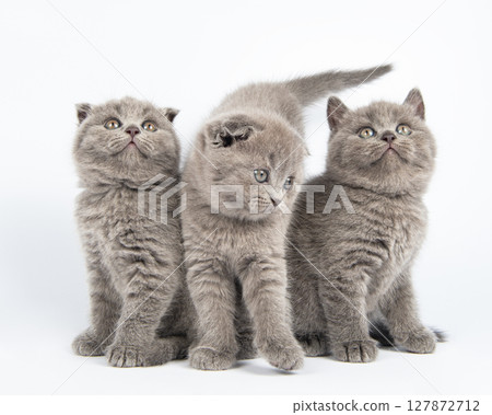 Cute grey British Shorthair cat kitten on a white background. Cute grey British Shorthair cat kitten on a white background. 127872712