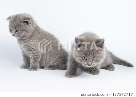 Cute grey British Shorthair cat kitten on a white background. Cute grey British Shorthair cat kitten on a white background. 127872717