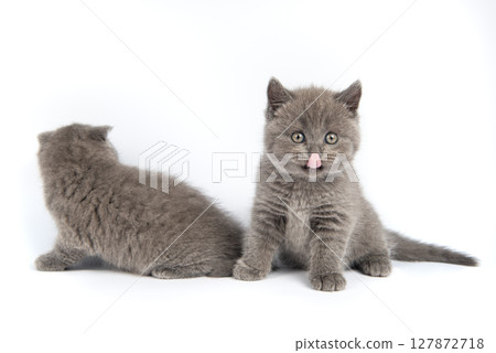 Cute grey British Shorthair cat kitten on a white background. Cute grey British Shorthair cat kitten on a white background. 127872718