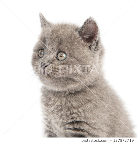 Cute grey British Shorthair cat kitten on a white background. Cute grey British Shorthair cat kitten on a white background. 127872719