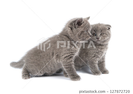 Cute grey British Shorthair cat kitten on a white background. 127872720