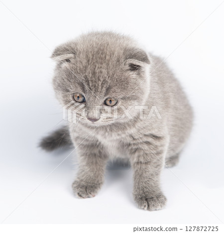 Cute grey British Shorthair cat kitten on a white background. Cute grey British Shorthair cat kitten on a white background. 127872725