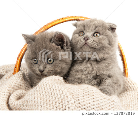 Purebred British Shorthair Blue Kitten in the basket Purebred British Shorthair Blue Kitten in the basket 127872819