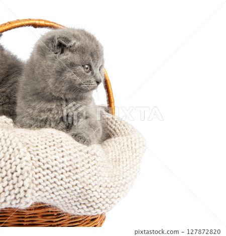 Purebred British Shorthair Blue Kitten in the basket Purebred British Shorthair Blue Kitten in the basket 127872820