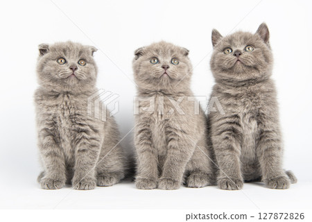 British kitten on white background 127872826