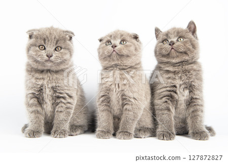 British kitten on white background British kitten on white background 127872827