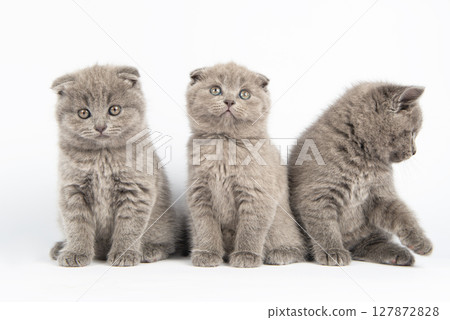 British kitten on white background 127872828