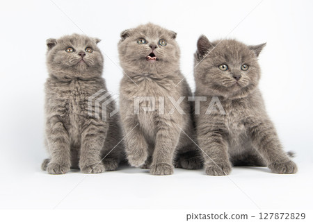 British kitten on white background 127872829