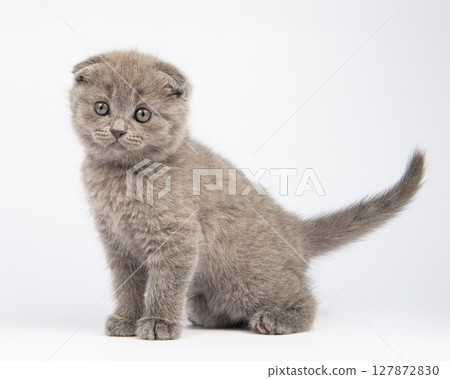 gray british kitten, on white background 127872830