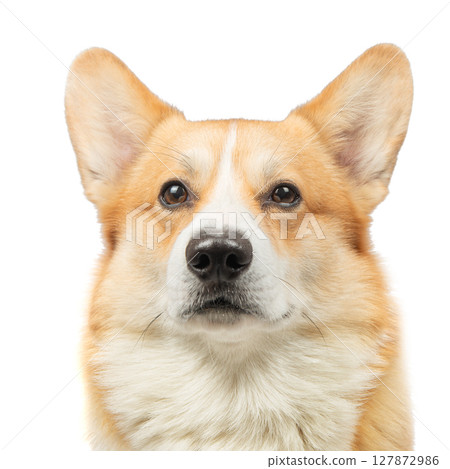 corgi welsh pembroke isolated on white background corgi welsh pembroke isolated on white background 127872986