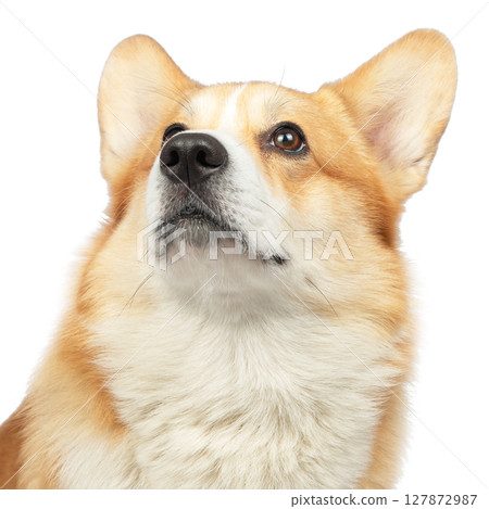 corgi welsh pembroke isolated on white background corgi welsh pembroke isolated on white background 127872987