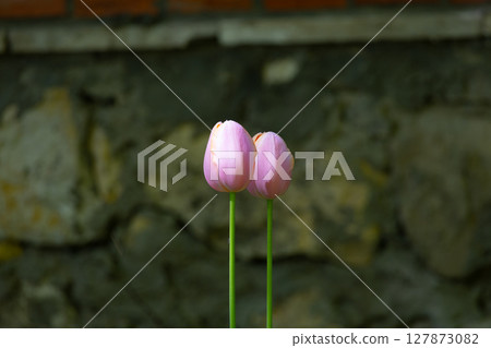 pink tulips in the garden 127873082