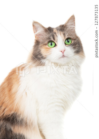 Bright fluffy funny cat isolated on the white background 127873135