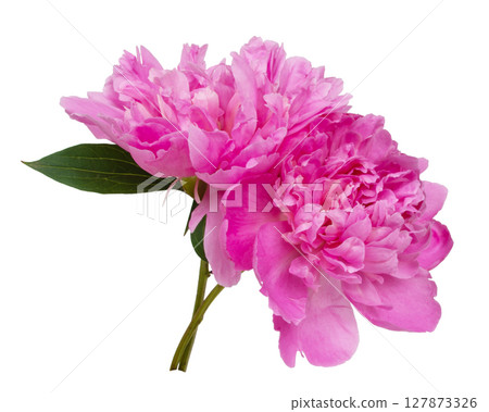 Pink beautiful peony flower isolated on the white background Pink beautiful peony flower isolated on the white background 127873326