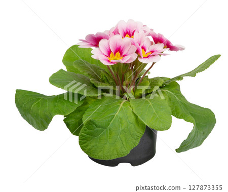 Beautiful primula (primrose) plant with pink flowers isolated on white, top view. Spring blossom Beautiful primula (primrose) plant with pink flowers isolated on white, top view. Spring blossom 127873355