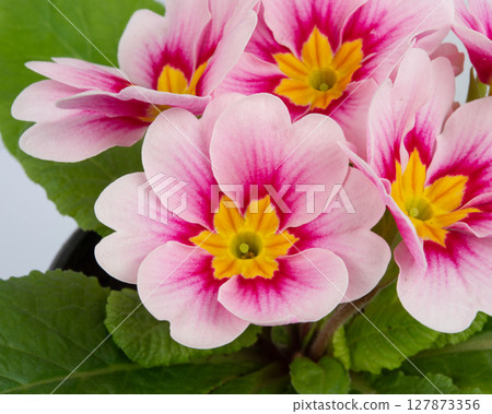 Beautiful primula (primrose) plant with pink flowers isolated on white, top view. Spring blossom Beautiful primula (primrose) plant with pink flowers isolated on white, top view. Spring blossom 127873356