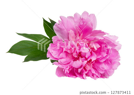 Pink beautiful peony flower isolated on the white background 127873411