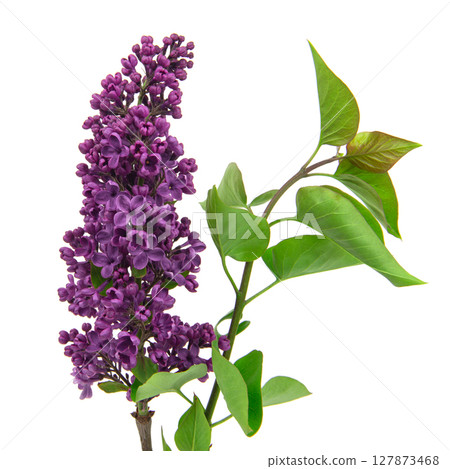 Purple lilac branch on white. Bunch of fresh blooming Violet lilac flowers isolated on white background. Studio shot. 127873468