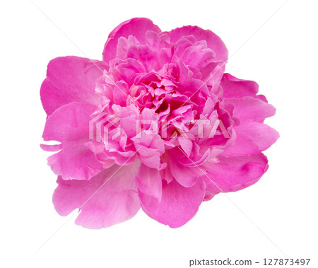 Beautiful pink peony isolated on white background 127873497