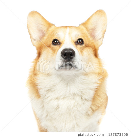 welsh corgi pembroke isolated on white background 127873506