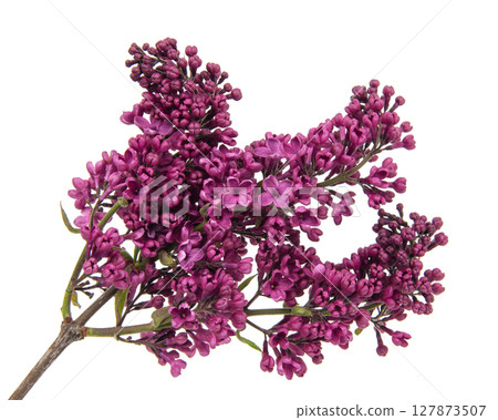 Purple lilac branch on white. Bunch of fresh blooming Violet lilac flowers isolated on white background. Studio shot. Purple lilac branch on white. Bunch of fresh blooming Violet lilac flowers isolated on white background. Studio shot. 127873507
