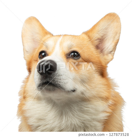 Welsh Corgi Pembroke Dog Isolated on White Background in studio Welsh Corgi Pembroke Dog Isolated on White Background in studio 127873528