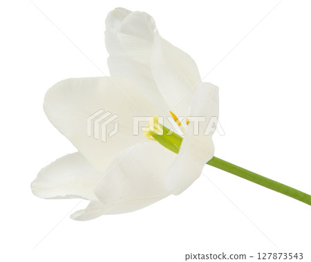 White tulip flower isolated on white background. Beautiful composition for advertising 127873543