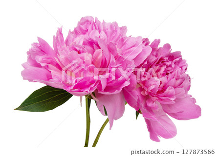 Beautiful pink peony isolated on white background 127873566