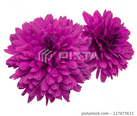 red chrysanthemum flower isolated on white background with clipping path red chrysanthemum flower isolated on white background with clipping path 127873615