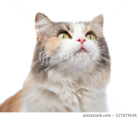 Bright fluffy funny cat isolated on the white background 127873636