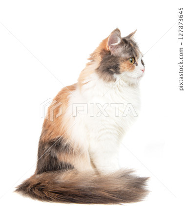 Norwegian Forest Cat calico, sitting, on white background 127873645