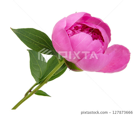 Beautiful fresh peony flower with leaves on white background Beautiful fresh peony flower with leaves on white background 127873666