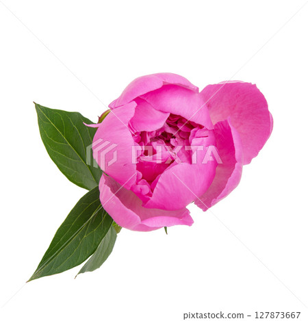 Beautiful fresh peony flower with leaves on white background 127873667