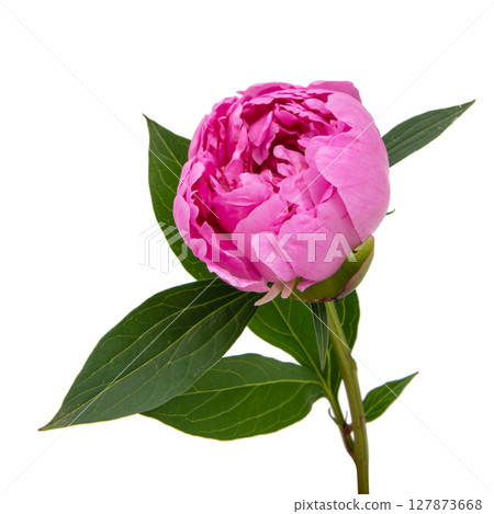 Beautiful fresh peony flower with leaves on white background Beautiful fresh peony flower with leaves on white background 127873668