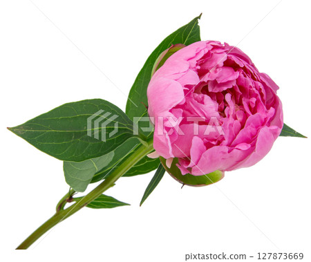 Beautiful fresh peony flower with leaves on white background Beautiful fresh peony flower with leaves on white background 127873669