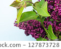 bouquet of beautiful blooming lilacs spring flowers with space for text 127873728