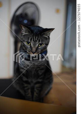 Kijitra cat sitting on the floor Kijitra cat sitting on the floor 127874035