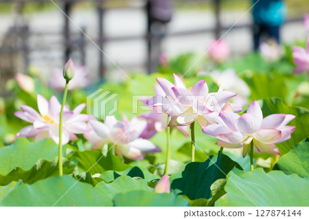 石佛公園的蓮花（大分縣臼杵市） 127874144