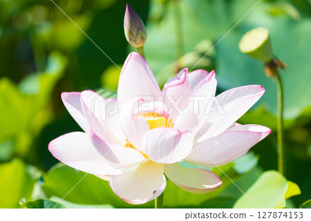 石佛公園的蓮花（大分縣臼杵市） 127874153