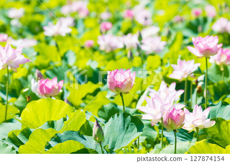 石佛公園的蓮花（大分縣臼杵市） 127874154