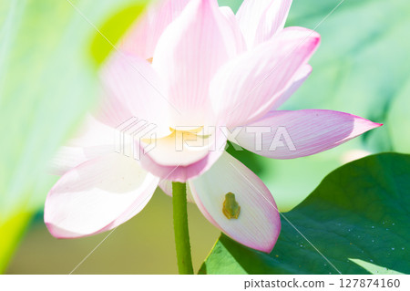 Lotus flowers at Stone Buddha Park (Usuki City, Oita Prefecture) Lotus flowers at Stone Buddha Park (Usuki City, Oita Prefecture) 127874160
