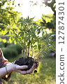 girl holds seedlings in her hands 127874301