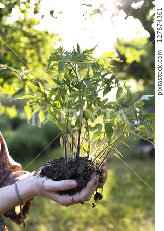 girl holds seedlings in her hands girl holds seedlings in her hands 127874301