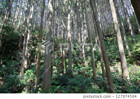 Sugibayashi在春天 Sugibayashi在春天 127874504