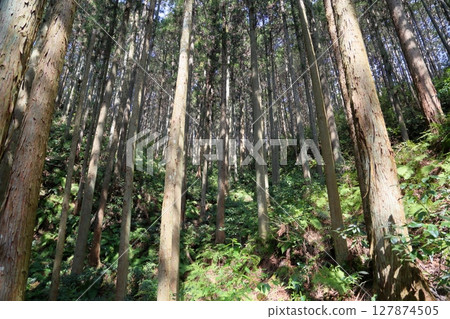 Sugibayashi in spring 127874505